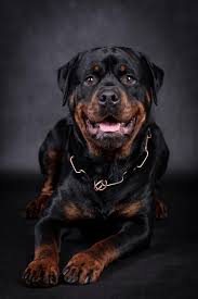 portrait of the happy rottweiler dog