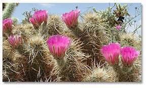 There are many types of cactus flowers with each having its own unique color and shape. Cactus And Their Flowers Desertusa