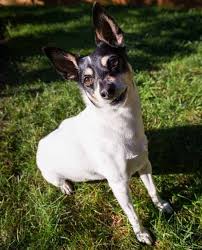 Before buying a puppy it is important to understand the associated costs of owning a dog. 16 Things You Must Know About The Toy Fox Terrier Temperament Q A