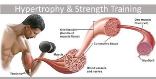 muscle hypertrophy how do muscles grow