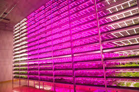 Lettuce See The Future Led Lighting