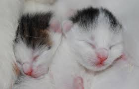 Your puppy may nap every hour or so, sleeping from 30 minutes to as long as two hours. How Many Hours A Day Do Cats Sleep