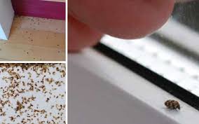 prevent carpet beetle infestations