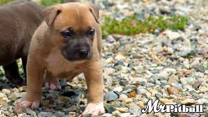 Maybe you would like to learn more about one of these? Pitbulls For Sale Michigan Pitbull Puppies For Sale In Michigan