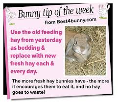 bunny tip swap the old feeding hay to