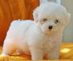 maltese puppies in india at