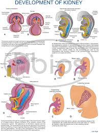 Embryology Charts For Classes Not Masses