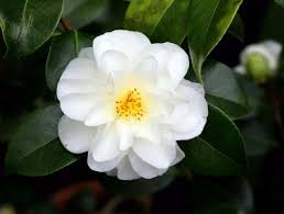 Types of white flowers names. Types Of White Flowers Stunning White Flowering Plants