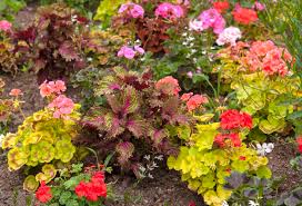 difference between annuals and perennials