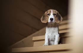 Beliebte vertreter sind hierbei der beagle, der malteser und der schnauzer. Beagle Tatzen Und Pfoten