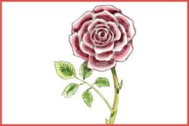 hey kids draw this beautiful rose for