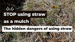 using straw as a mulch