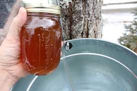 making maple syrup