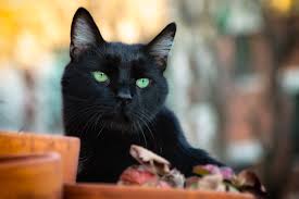 Download in under 30 seconds. 7 Ways Black Cats Bring Good Luck Around The World Catster