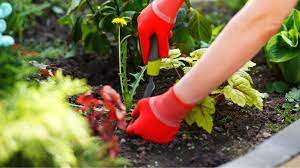 keep weeds out of raised garden beds