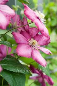 Maybe you would like to learn more about one of these? Clematis Ville De Lyon Viticella Group Clematis Flowering Trees Clematis Outdoor Flowers