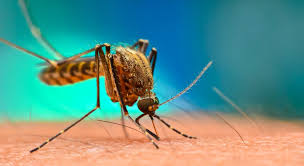 There are two types of malaria: Malaria The King Of Tropical Diseases