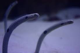moray eels and garden eels