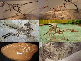 Dromaeosauridae Wikipedia