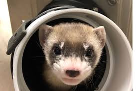 Isn't an interesting question to discuss? 1st Clone Of Us Endangered Species A Ferret Announced Kpbs
