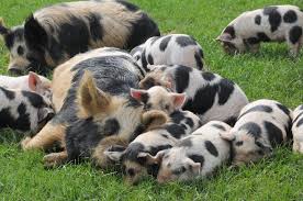 Artist siobhan cooney's profile on artfinder. Kunekune Pigs Perfect For Small Farms Ecofarming Daily