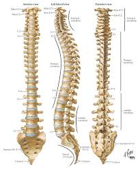 They are attached to the spine in the back. 05 4 Overall Spine Spinal Cord Anatomy Spinal Column Human Spine