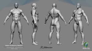 See more ideas about anatomy sketches, anatomy drawing, anatomy reference. Artstation Anatomy Male Sketch Cristian Castro C