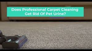 carpet cleaning get rid of pet urine