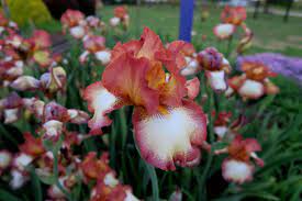 Annuals are known for their bright, showy color that lasts for a season to a year. Bearded German Japanese Louisiana Or Siberian Irises Are Worldly Perennials With More Than 300 Species