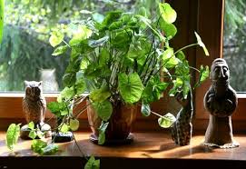 Do Houseplants Increase Oxygen Levels