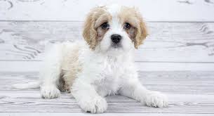 Or check out the complete list of all cavachon rescues in the usa! Cavachon The Cavalier King Charles Bichon Frise Mix
