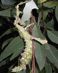 spiny leaf insect bugs ed