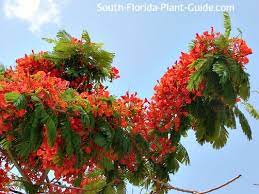 The dwarf bougainvillea only comes in one or two colors but is much more manageable in size. Royal Poinciana Tree