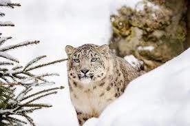 snow leopards 10 incredible facts you