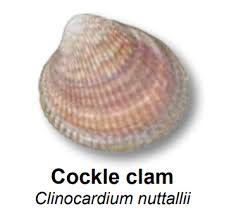 Clam Identification Shellfish Finder