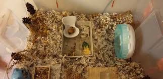 the art of hamster burrows hamster