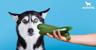 Can Dogs Eat Zucchini The Incredible