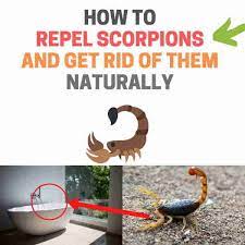 how to repel scorpions naturally get