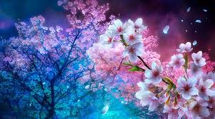 dark cherry blossom anime flower tree