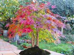 7 Of The Best Trees For Patio Pots And
