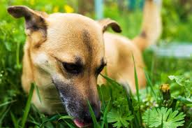 Why Dogs Eat Grass The Causes Risks