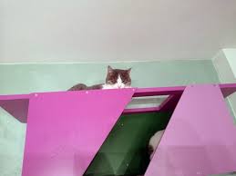 Big Cat Sharp Tunnel Cat Shelf Cat