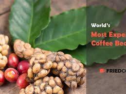 Extraordinary, once in a lifetime coffee, can be like liquid gold for the true coffee enthusiast. World S Most Expensive Coffee Varieties Friedcoffee