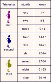 Baby Size Chart Week By Week Weeks And Months Pregnant Chart