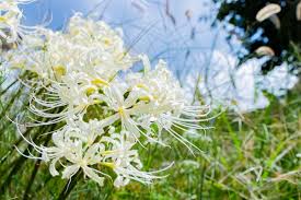 White Spider Lily (Lycoris albiflora) - 12 plugs