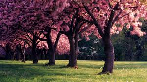 discover 74 spring trees wallpaper