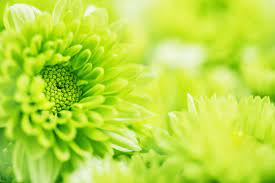 green flower images browse 15 504 585
