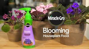 Miracle Gro Blooming Houseplant