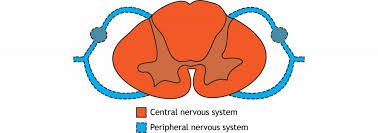 spinal cord structure introduction to