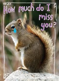 funny miss you card how much from